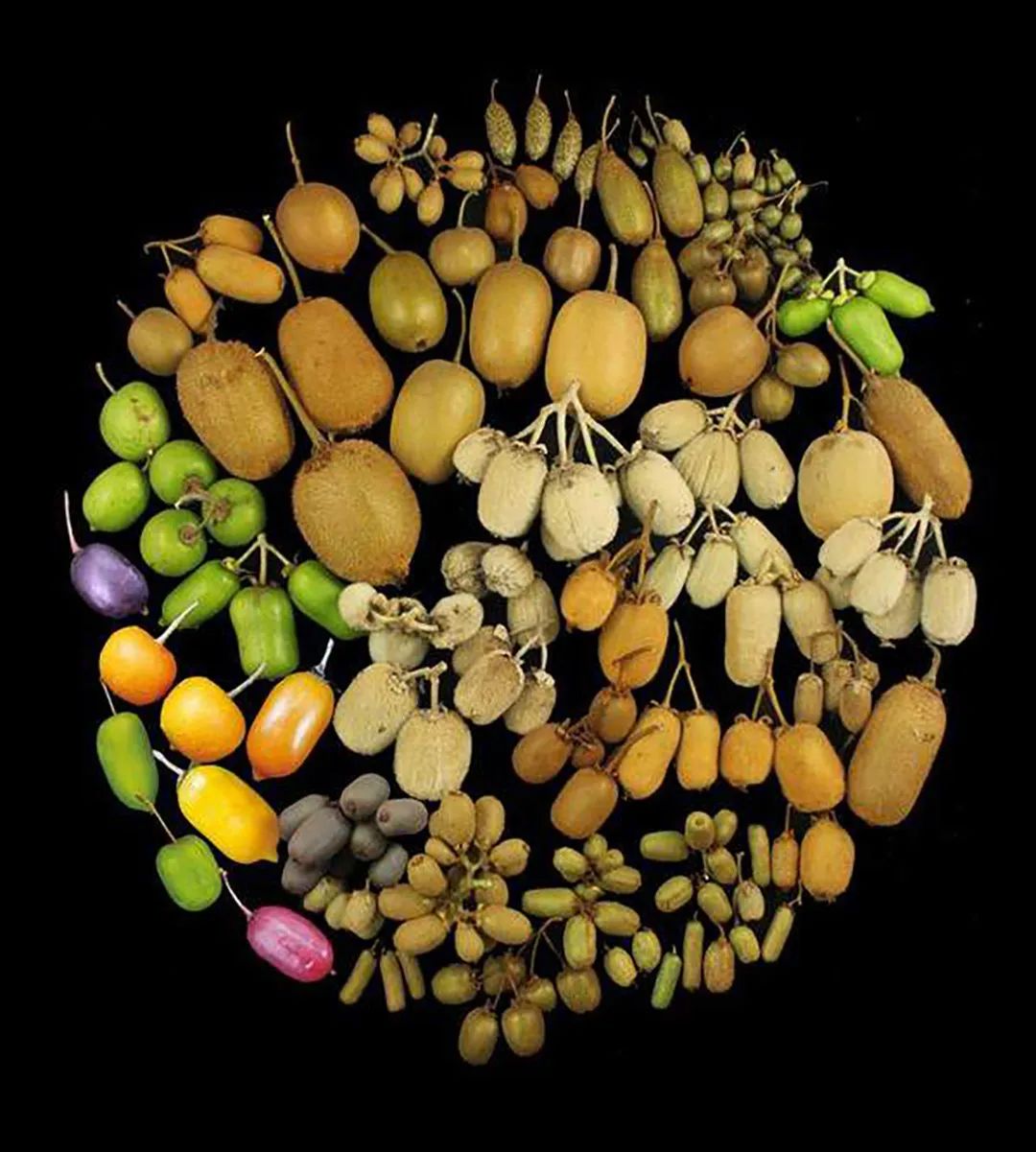 国产猕猴桃和进口奇异果,国产奇异果猕猴桃