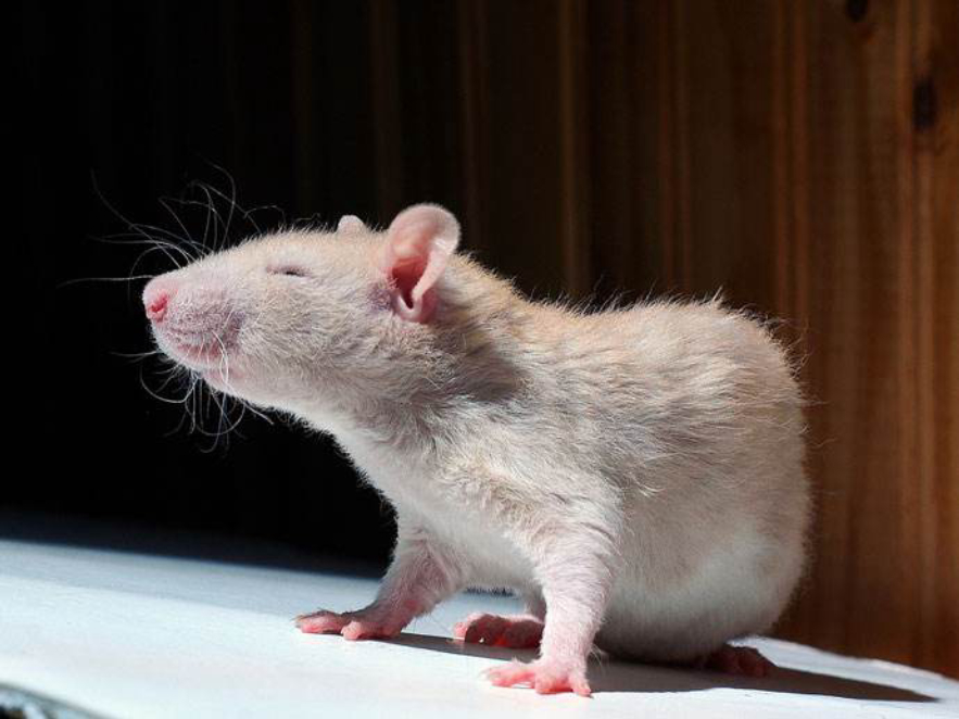 老鼠的报复性有多强,老鼠为什么会遇到威胁咬死同类