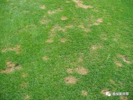 草坪要除草的方法,草坪锈病的病害预测及防治策略