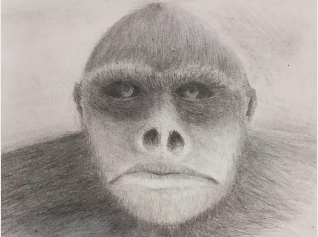 婢虫床鐢峰瓙鍙戠幇绁炵鐢熺墿,婢冲ぇ鍒╀簹灏忎紮鐪嬪埌鐪熷疄宸ㄤ汉