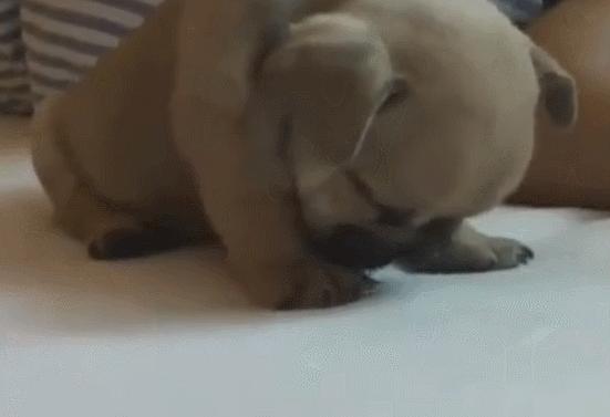 狗子有窝不睡,狗子睡觉前为什么喜欢刨一会窝