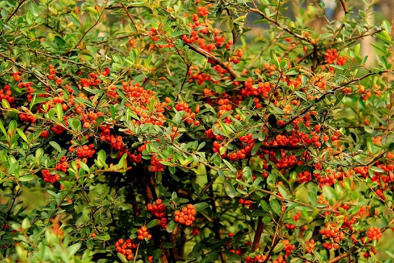 火棘红艳艳,小丑火棘盆景养殖方法和注意事项