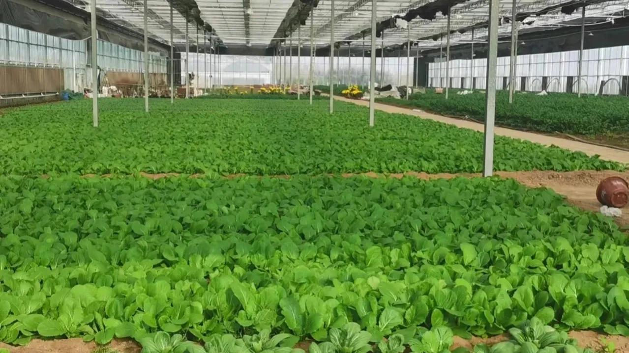 农村老年人赚钱项目,农村赚钱方法