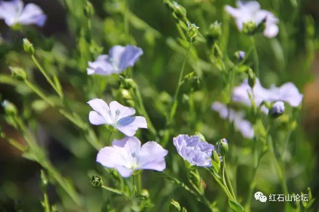 美丽的龙作曲,龙烟的图片