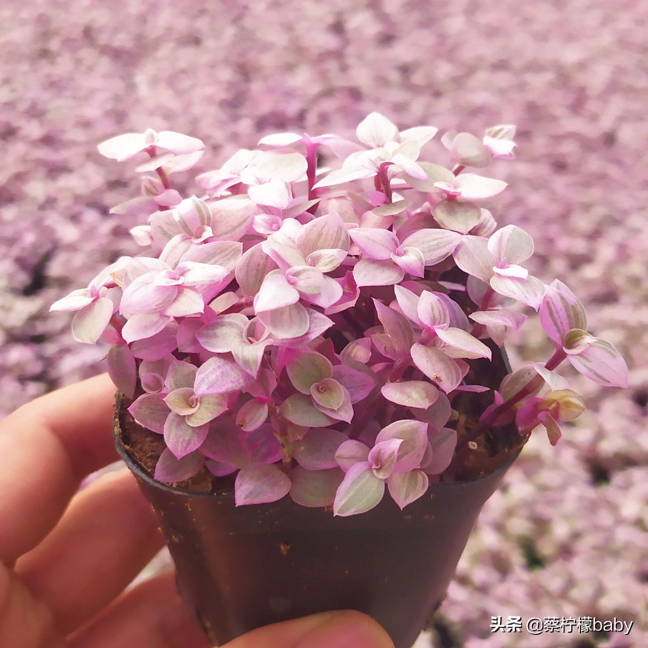 漂亮无毒的观叶植物,观叶植物嫣红蔓