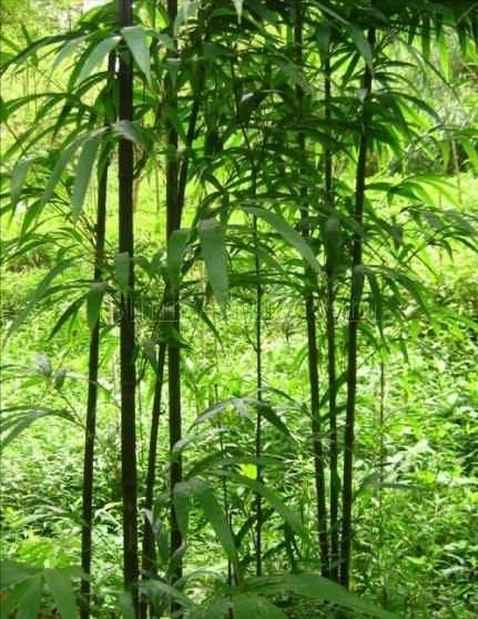 刘禹锡最著名的十首诗及赏析,一代诗豪刘禹锡经典名篇