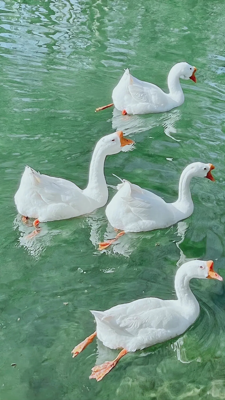 唐诗唯美千古绝句,最美的四季唐诗