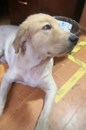 裸体金毛误闯地铁站被揪住耳朵：大哥！头发扎得有点紧了！