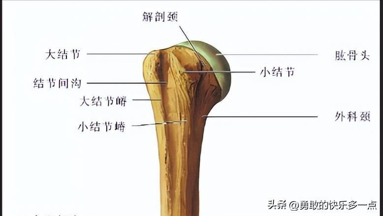 肱骨近端骨折,肱骨近端骨折康复训练