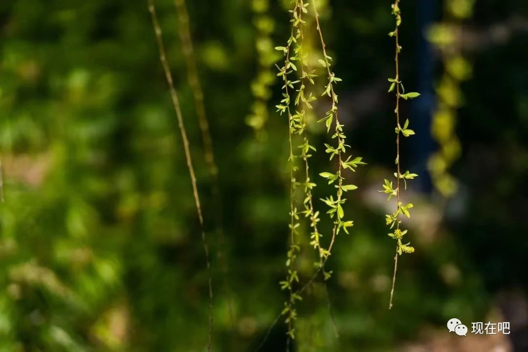 鍜忔煶瀹嬫浘宸╁畬鏁寸増,鍜忔煶鏇惧珐鎬庝箞蹇儗