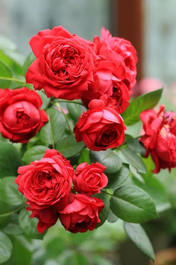 月季美图100张,妩媚动人的月季花图片