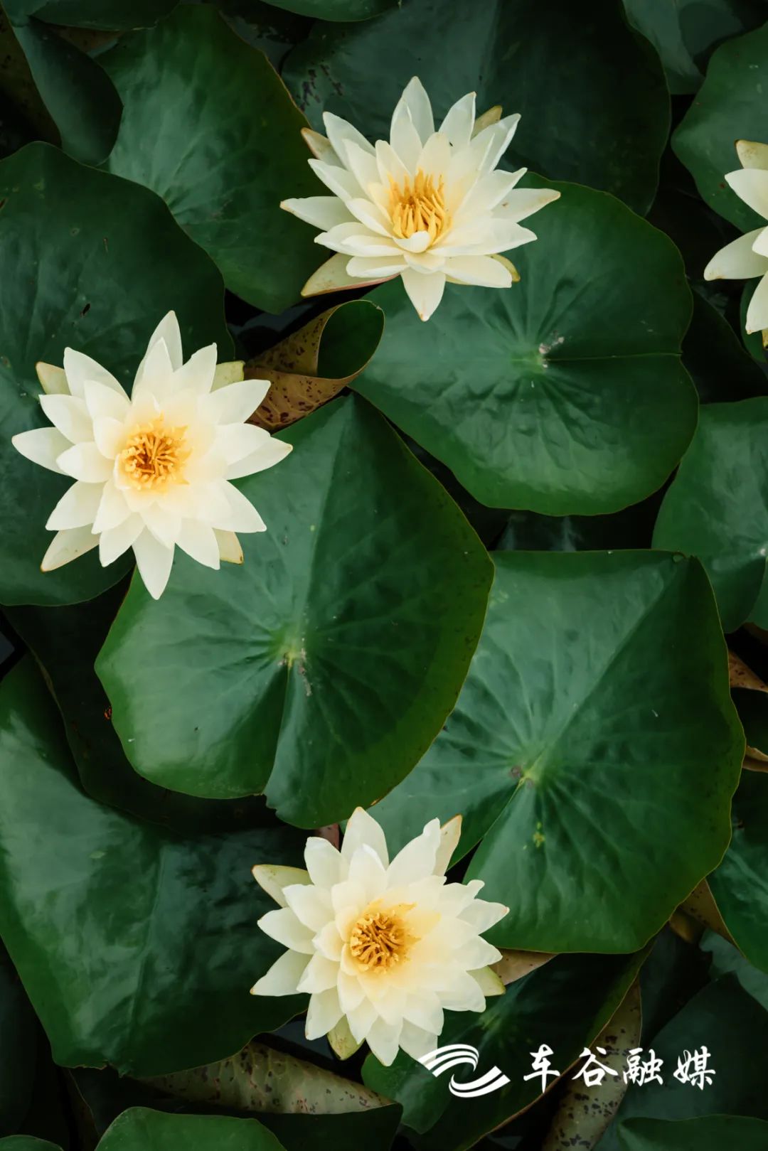 车谷灯光秀,车谷光影秀