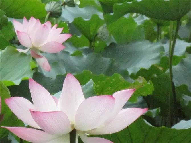 夜赏荷花古诗词,赏荷花诗句古诗大全