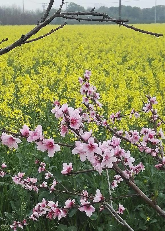 七绝春雨十首,七绝春雨寒烟