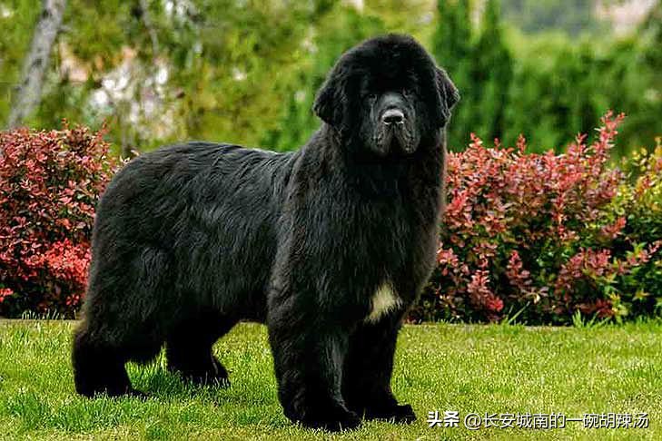 世界名犬大赛全程视频,西藏有哪些世界名犬