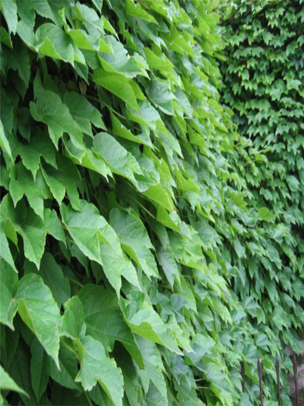 爬山虎种子需要育苗吗,爬山虎种子需要浸泡吗