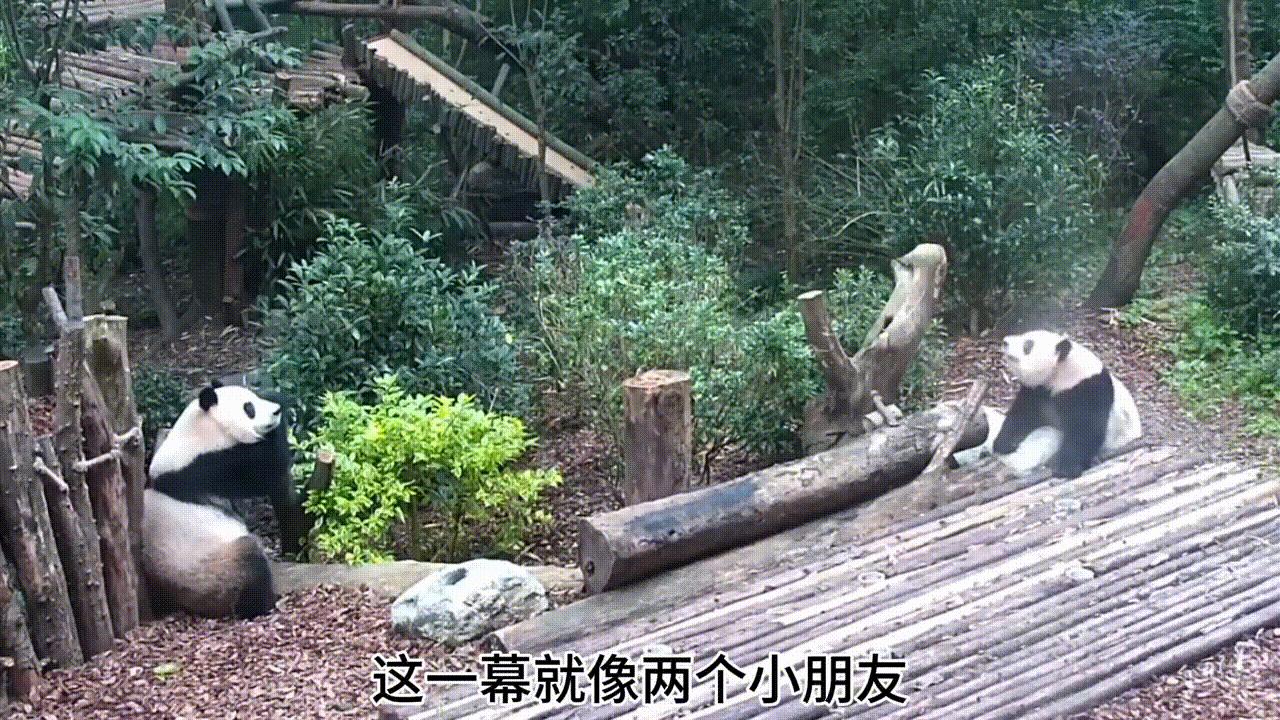 一个有着天使脚环一个有着天使翅膀花叶真的好乖好治愈