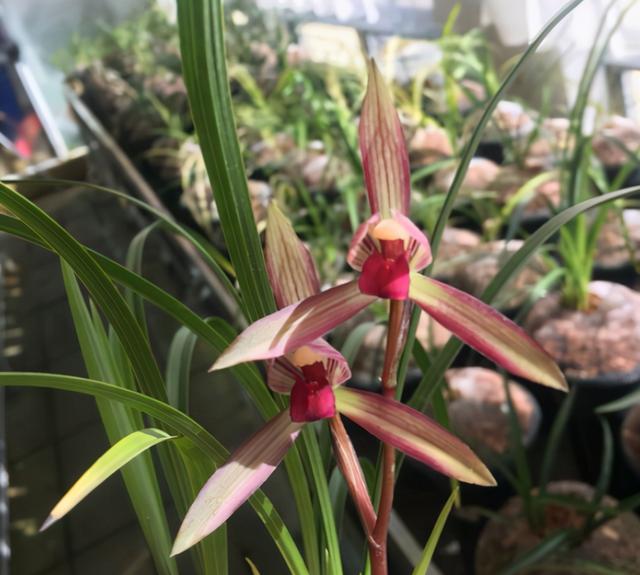 四季开花的杂交兰花,最值得养的杂交兰花