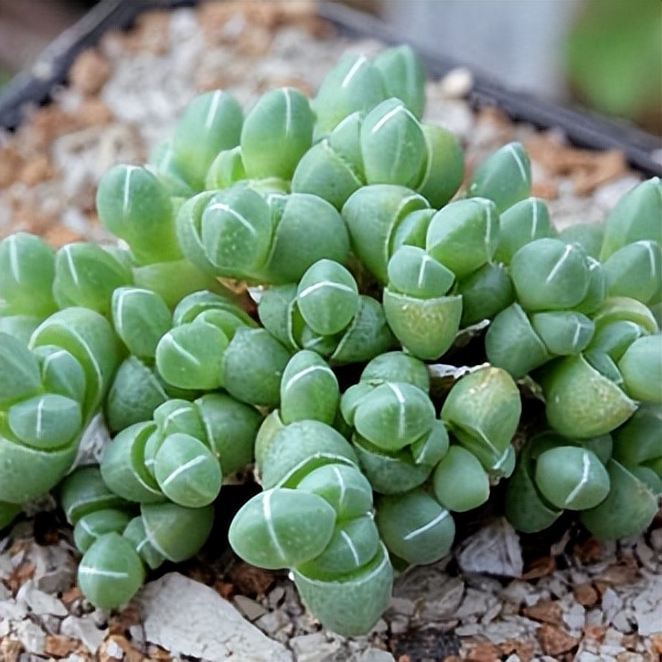 102个大类近500个多肉植物图片，都极其美丽，建议在家中也养一盆