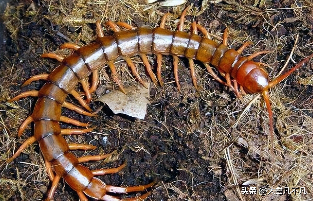 五毒之王对战五毒之王,五毒之王是谁