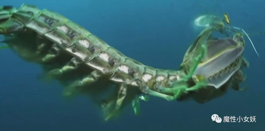 非常好吃的皮皮虾你们吃过吗,超大的皮皮虾带给大家认识一下