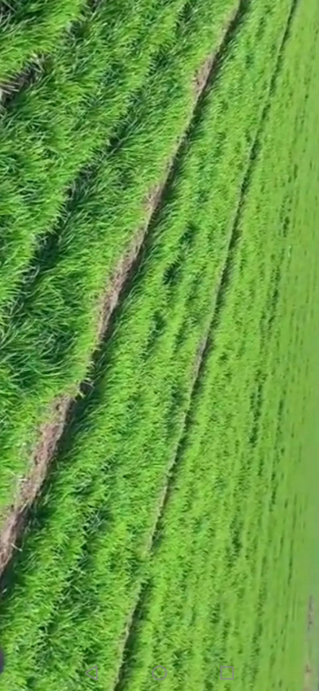 三年级我的小姨作文300字,我的小姨三年级下册三百字