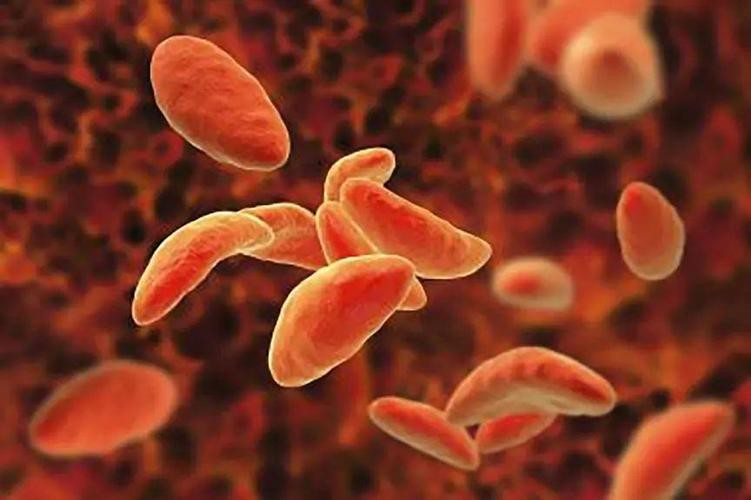 人体弓形虫：全球30%人携带却无疫苗，活体寄生或能操控思维