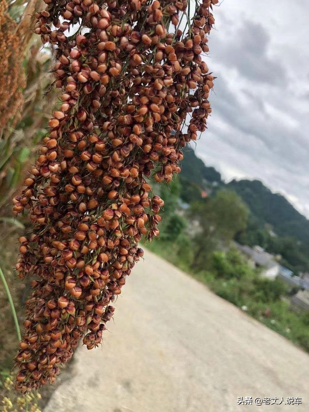 茅台镇世界之最,贵州茅台镇第一酒坊