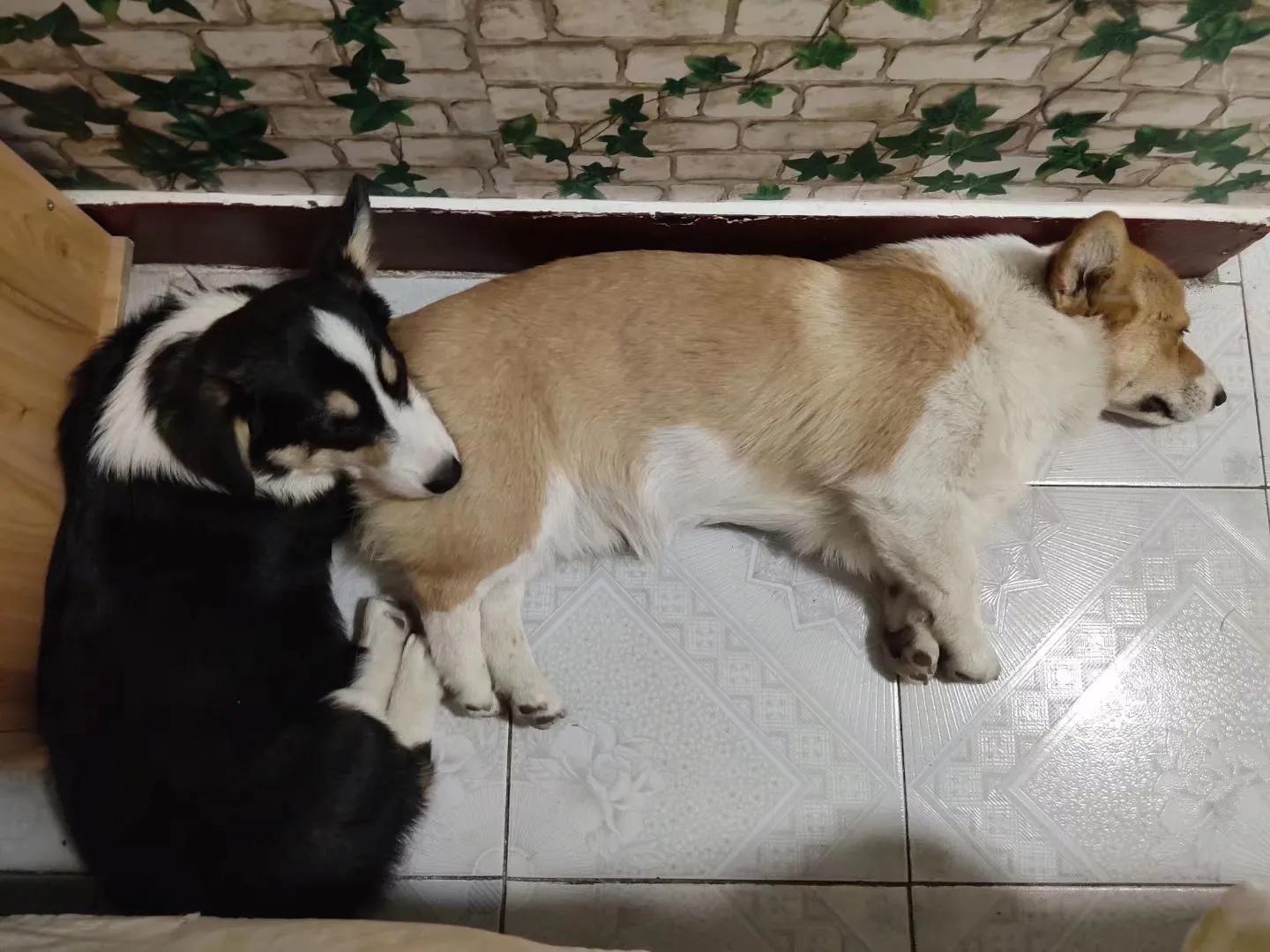 新手养公狗还是母狗好,公狗母狗可以一起养吗