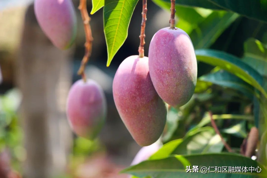 6—8℃可跨越冬夏！仁和“田间冰柜”冻出“三鲜”品质