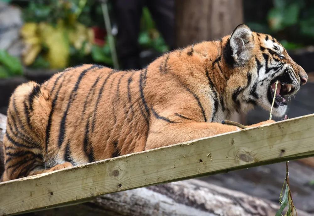 广州长隆野生动物世界有大象吗,广州长隆野生动物世界有多少动物