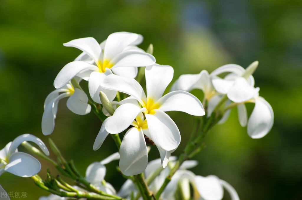 世界各国的国花都是什么,世界各国的国花都是什么花
