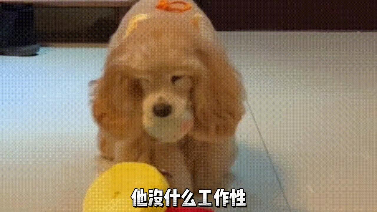 美国可卡犬建议养吗,美国可卡适合家养吗