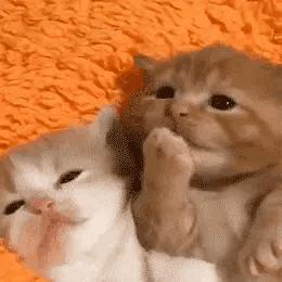 爆笑名场面动图,爆笑动图笑话大全