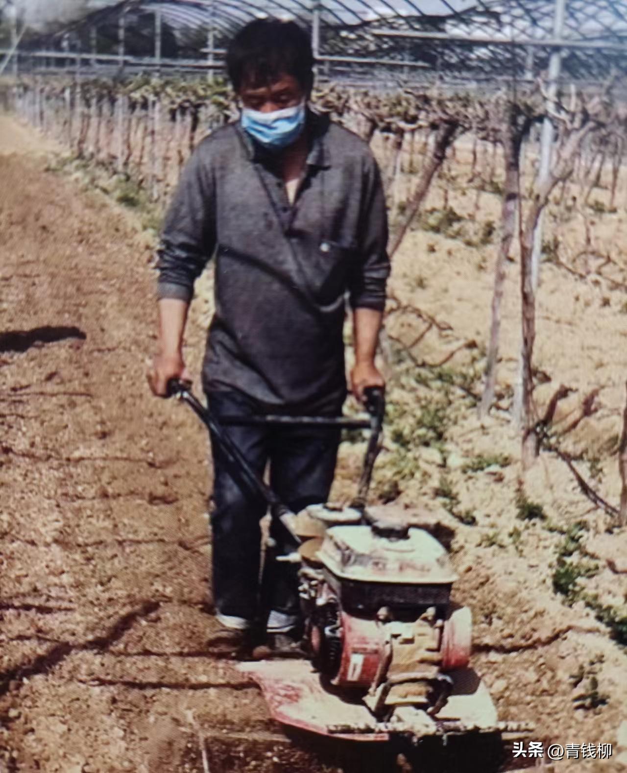 阳光玫瑰葡萄种植土处理,种阳光玫瑰葡萄怎样改良土壤