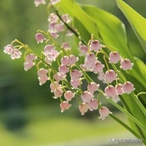 铃兰花的养殖方法视频教程,铃兰花该怎么养好看图片