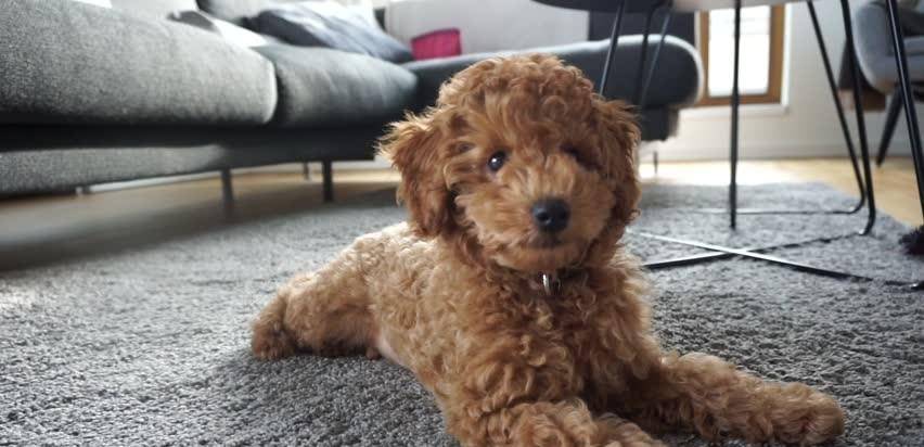 泰迪喜欢粘你,泰迪特别喜欢挨着你