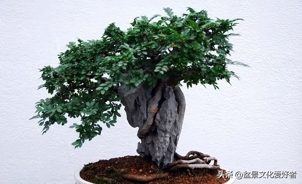 盆景枝条蟠扎后如何正确拿弯,大型松树盆景拿弯过程视频