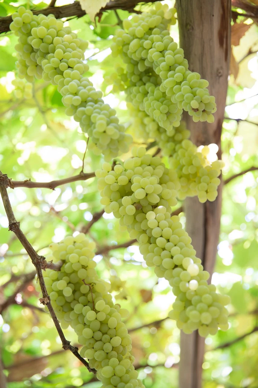 吐鲁番的葡萄南阳的梨,吐鲁番的葡萄哈密的瓜视频