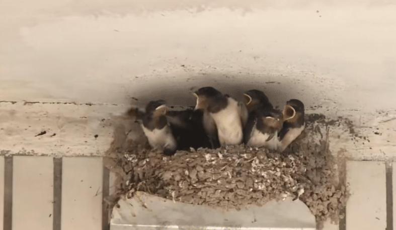 稀奇燕窝,稀奇一家人