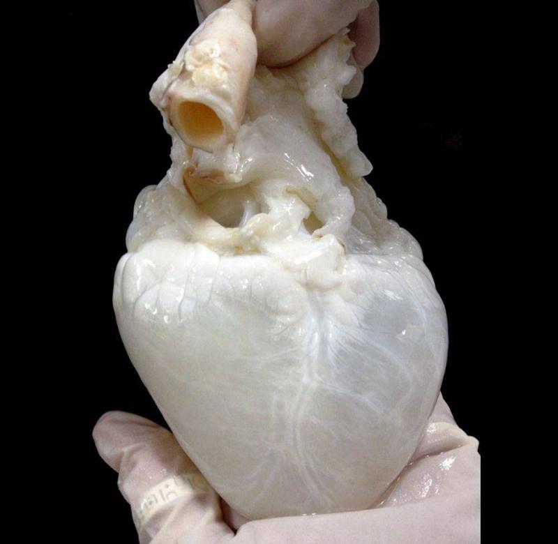 白色的心脏,火山灰覆盖的房屋,猫头鹰的大长腿,总有一张能震撼您