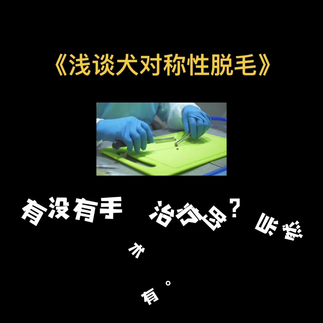 宠物犬脱毛症,犬皮肤病的诊治的论文