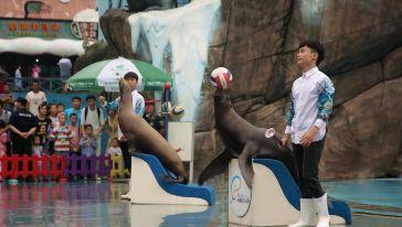 成都极地海昌海洋公园游记,成都海昌海洋公园游攻略