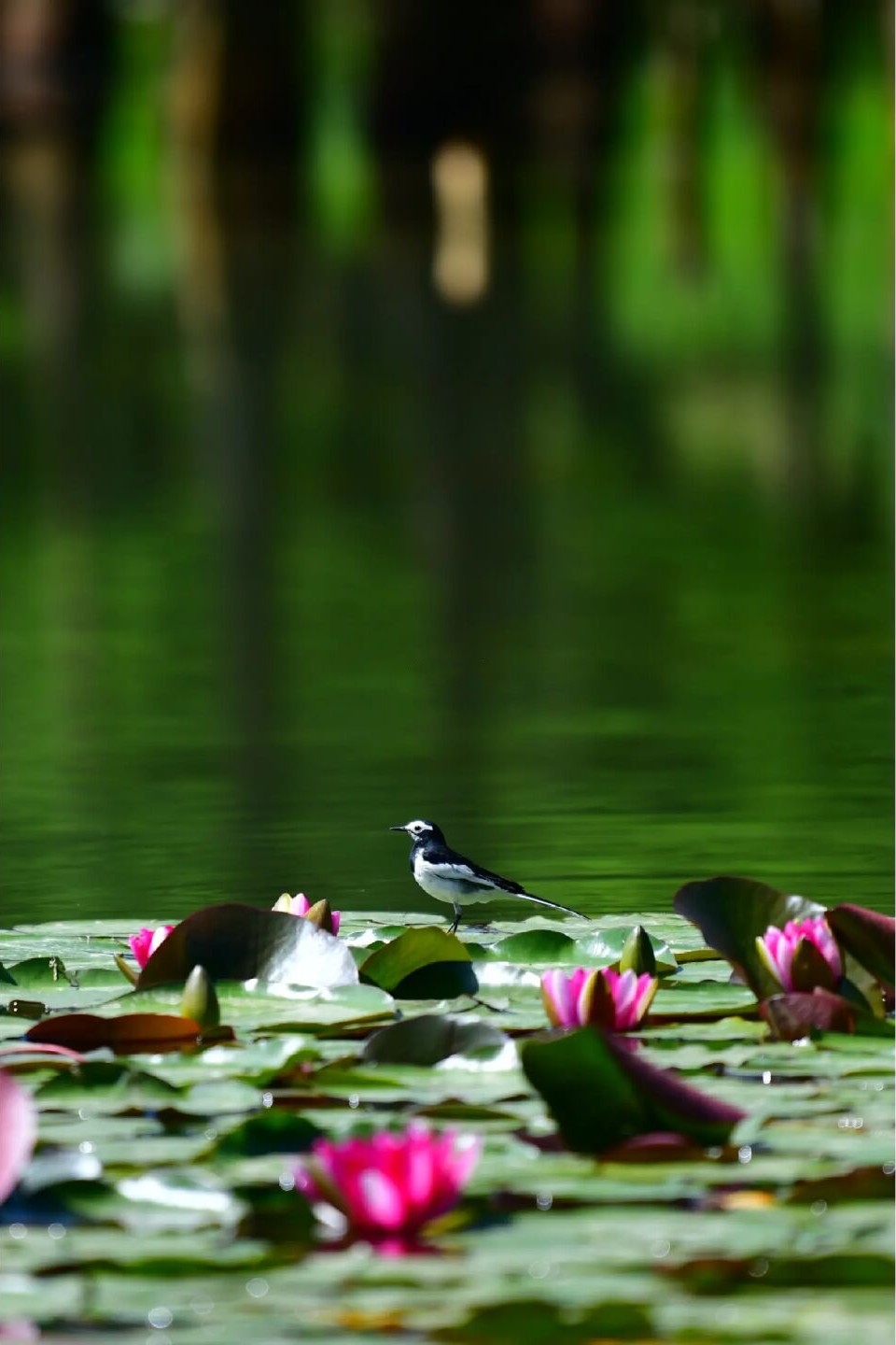成都荷花最佳观赏地,成都看荷花的景点推荐