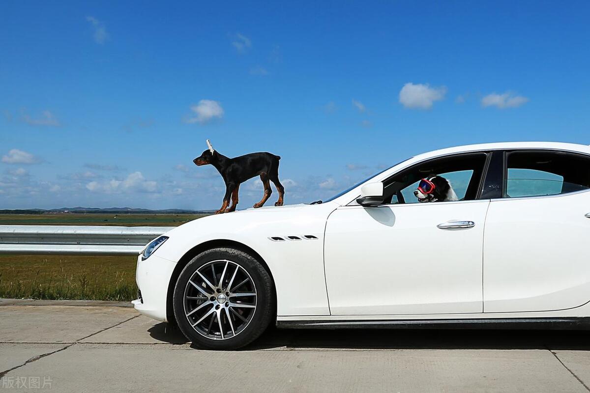 狗狗品种大全及性格特点,性格好的狗有什么品种