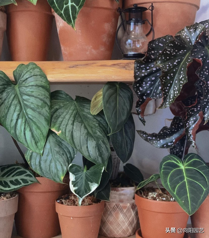 常见植物有毒不适合室内养殖,家里养不死的大型植物