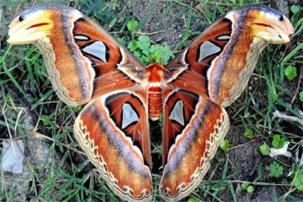 动物千姿百态,动物园的动物千姿百态