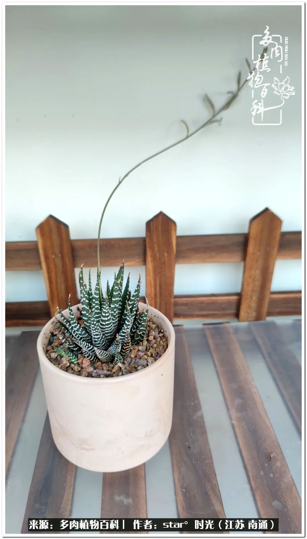 养花草怡心怡情,一棵多肉治愈心情