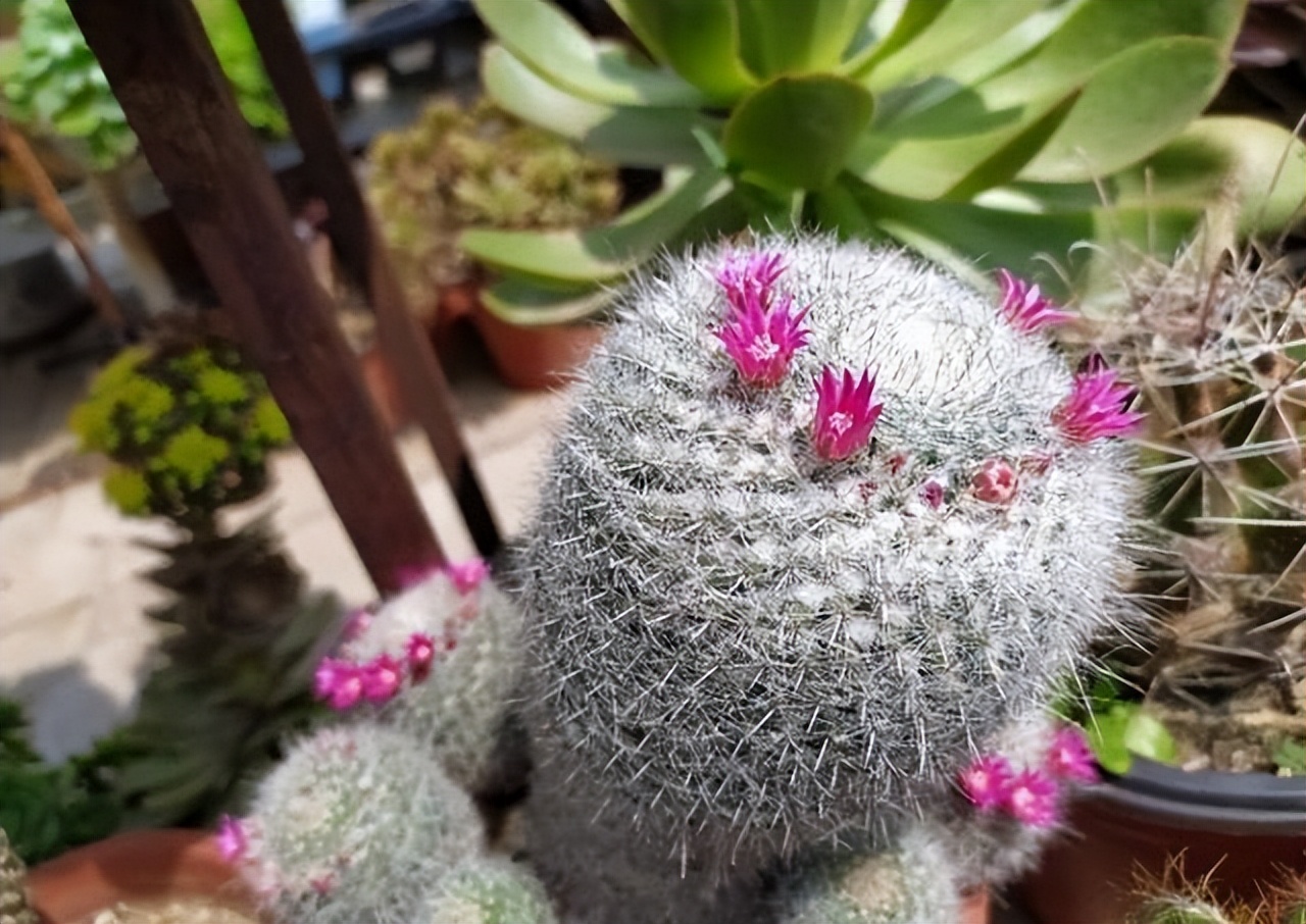 哪些室内花花期长又好养,室内养太多花好吗