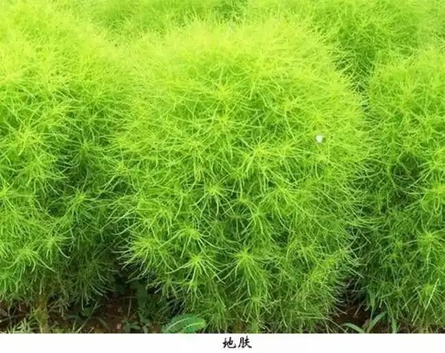 2017年中药材行情,2022年中药材价格行情